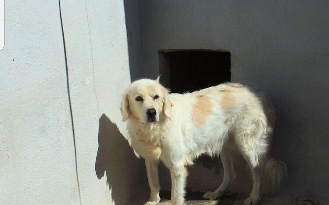 Achille e Nicholas, vivono lontani ma hanno l’identico bisogno d’amore