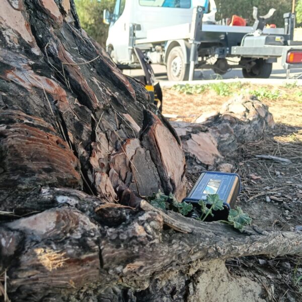 alberi cena cerveteri (