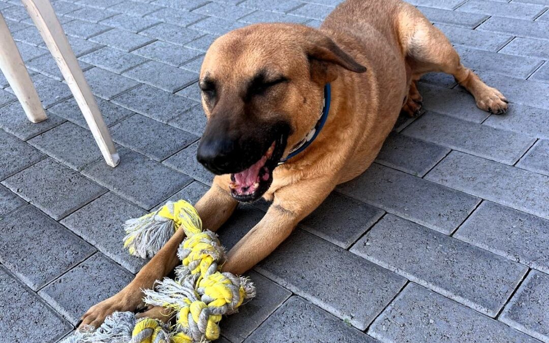 Argo da sei aspetta chi lo adotti e lo ami e poi c’è Mia una splendida cucciola