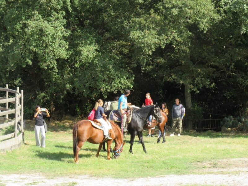 cavalli al parco fiocco di neve