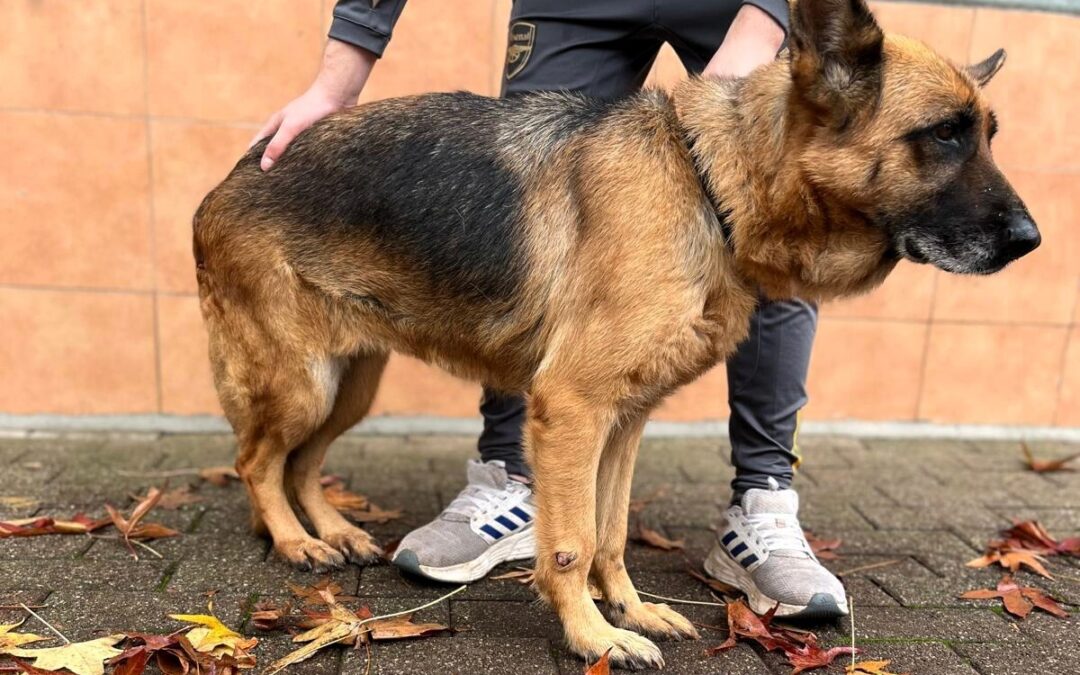 Gianna e Ibra due splendidi pastori tedeschi che si meritano famiglie che li amino