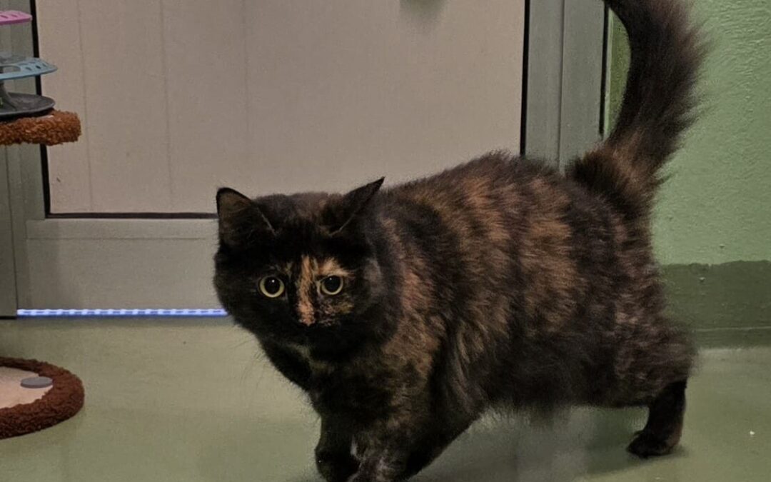 Micia Gigetta e Lucky cagnetto, due teneroni che aspettano di essere adottati