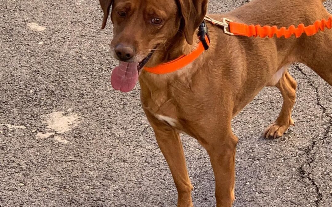 Leo dolce cagnolino è pronto a dare amore