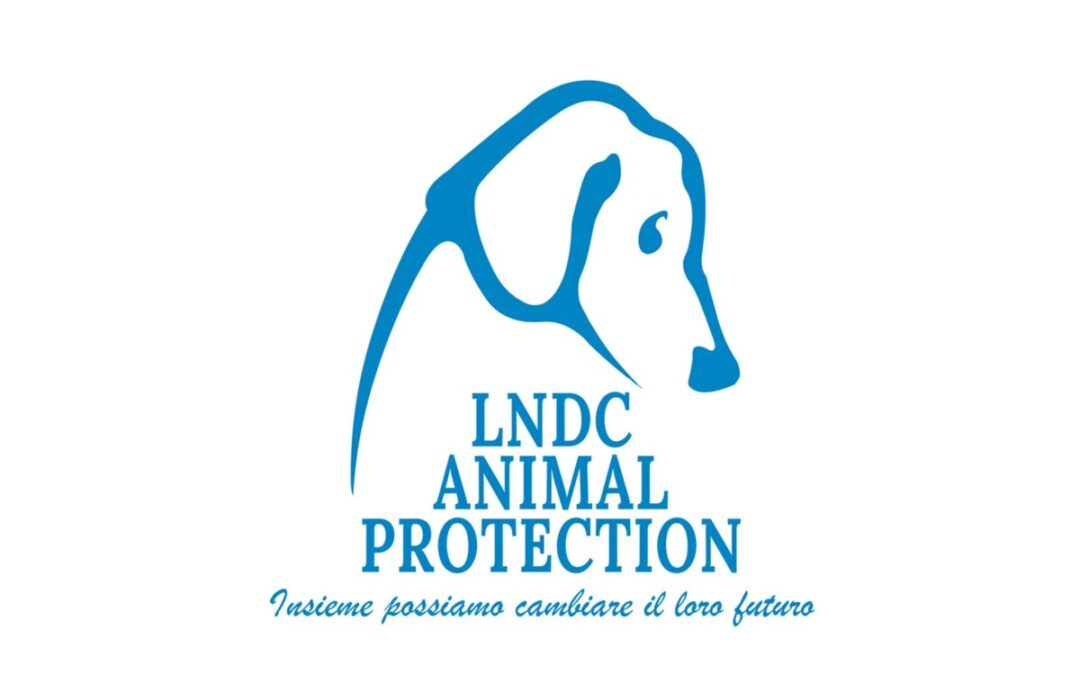 Roma, appello di Lndc dopo la morte dell’anziana beagle abbandonata in un sacchetto:  “Chi sa parli”
