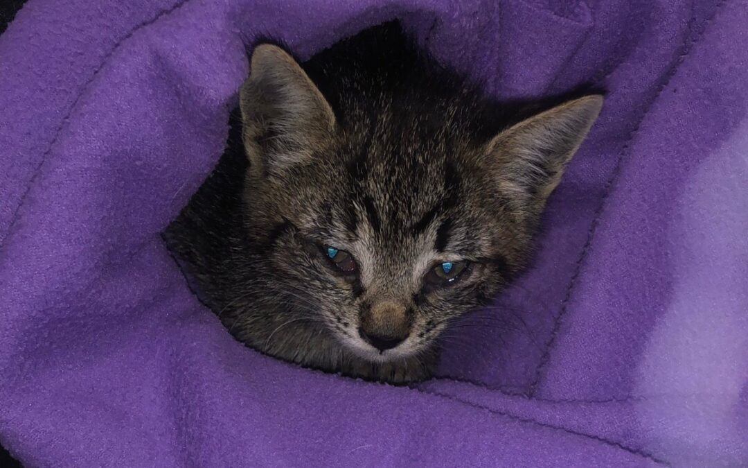 Civitavecchia, “Emergenze Pelose”: ancora nessuna soluzione per la colonia felina