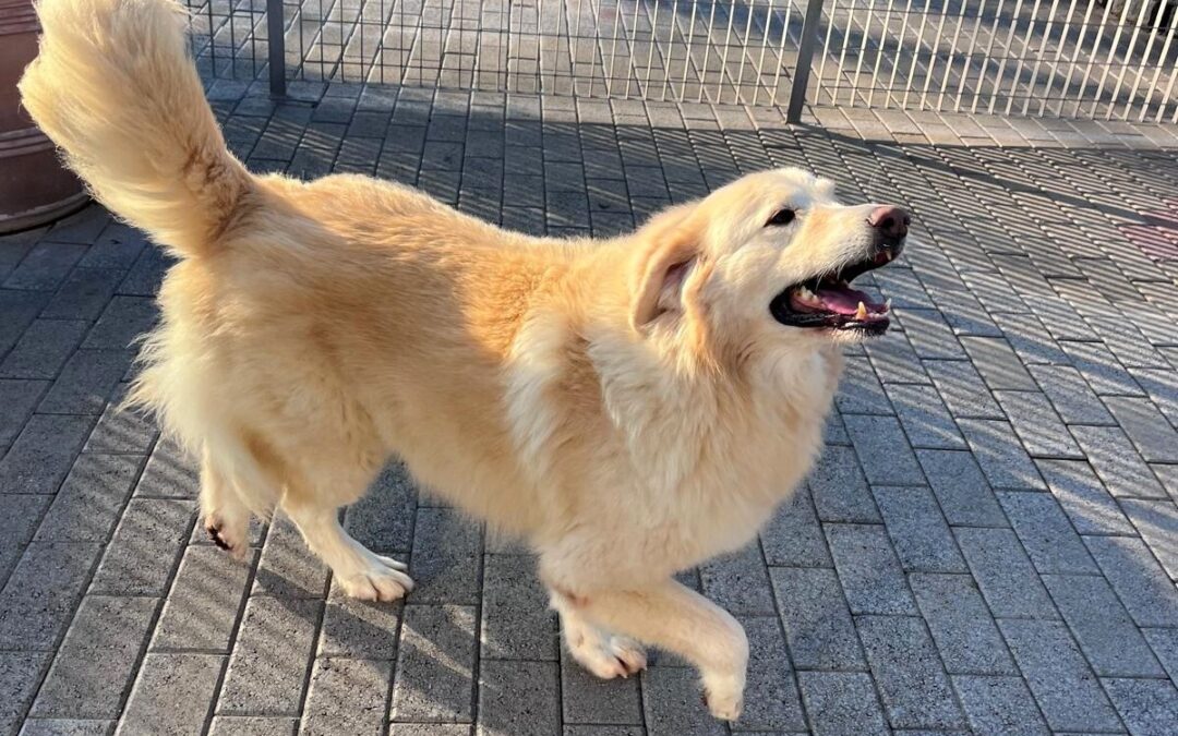 Salomone e Cherry due tesori pronti a dare tanto amore a chi li adotterà