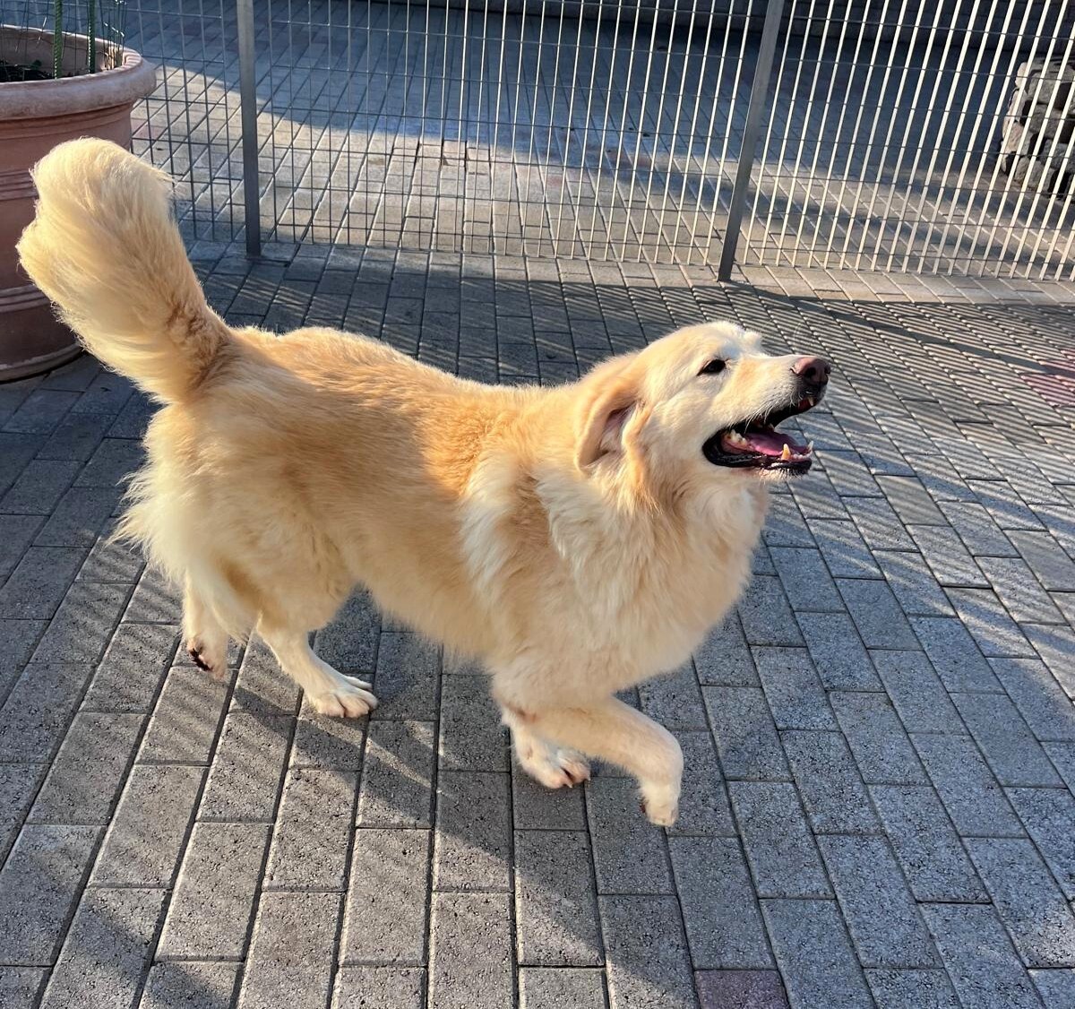 salomone cagnolone salomone cagnolone