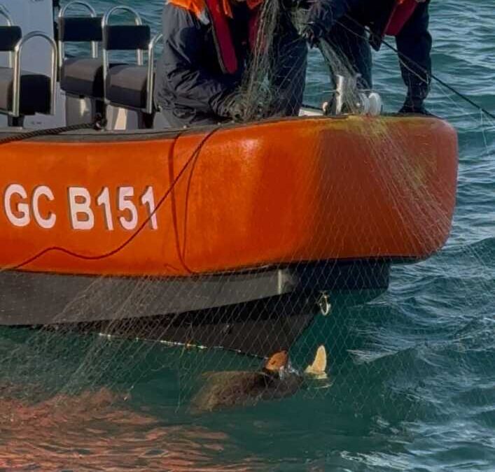 Tartaruga marina salvata a Fiumicino dalla Guardia Costiera