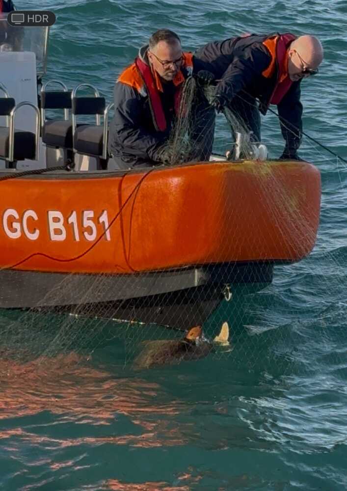 salvataggi tartaruga guardia costiera