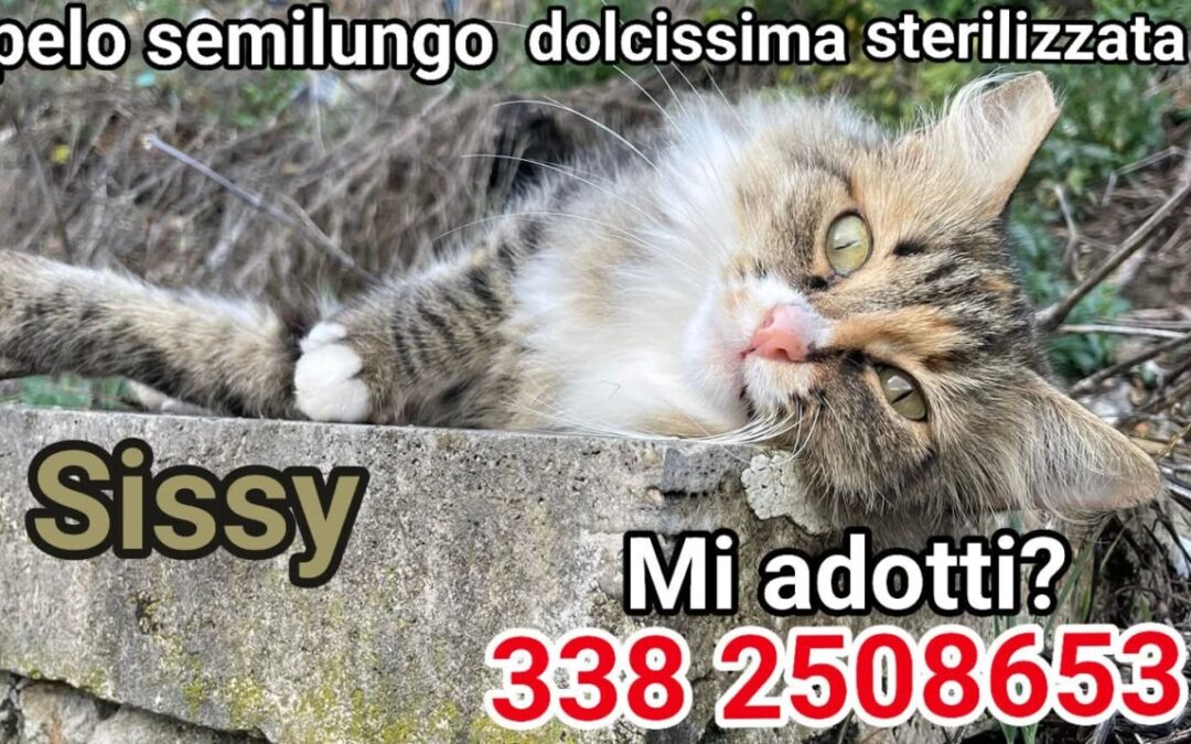 A Roma c’è Sissi splendida micia da adottare e salvare dalla fredda strada