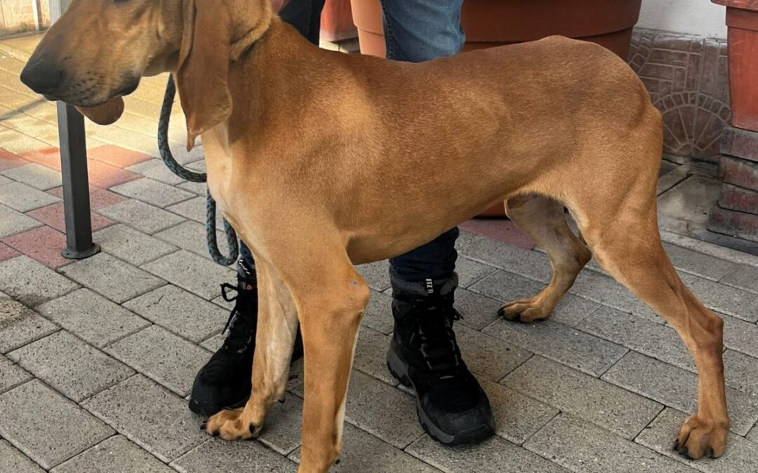 Asio splendido segugio pronto a dare e ricevere amore