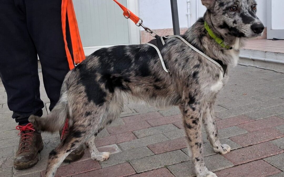 Laika, Eva e Mirtilla tre cagnette che aspettano chi le adotti