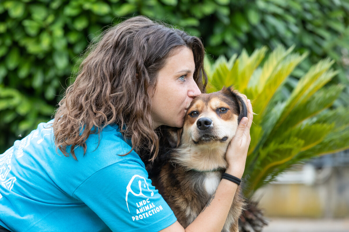 volontaria lega nazionale difesa cani