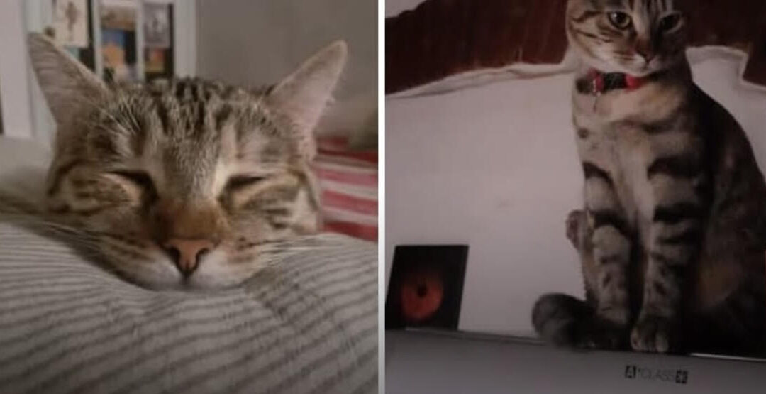 La dolce micia Agata ha bisogno di una nuova mamma