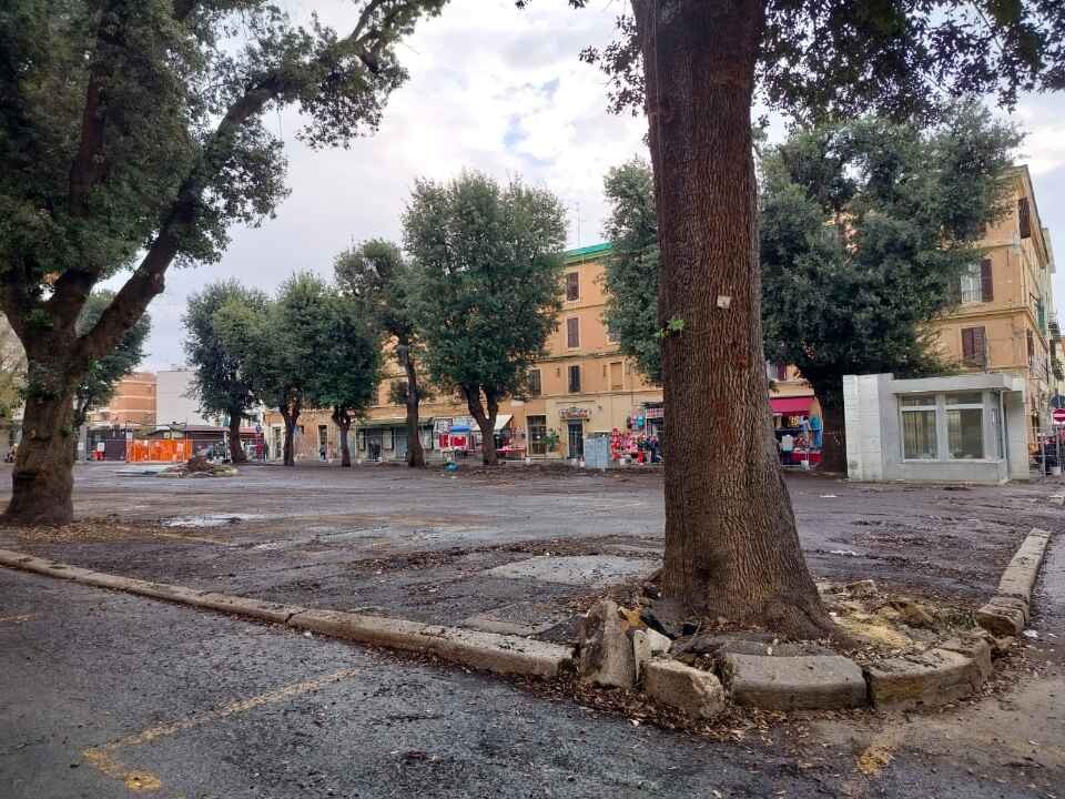 alberi mercato civitavecchia piazza regina margherita lavori (1)