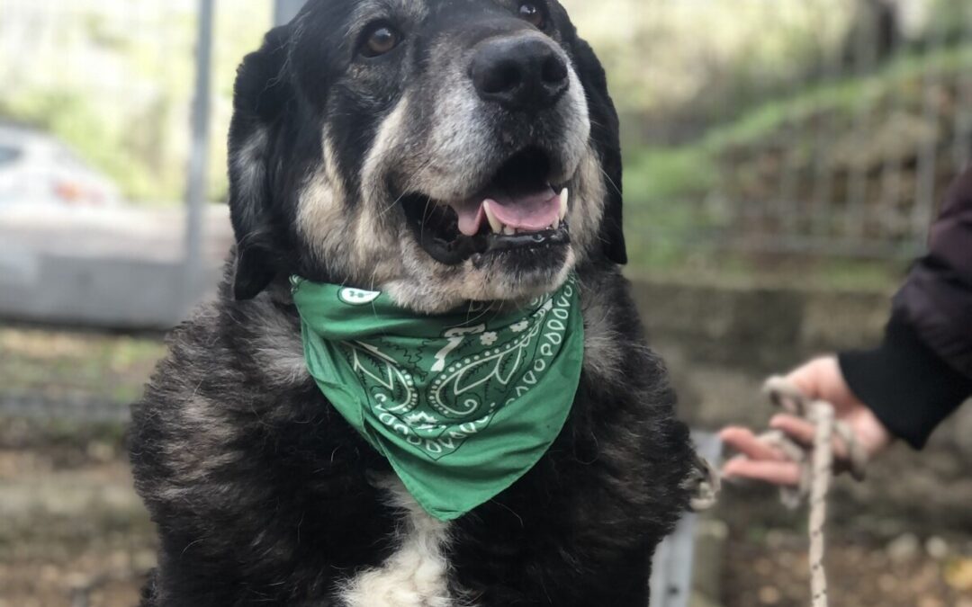 Balto un cagnolone grande come l’amore che può dare e di cui ha bisogno