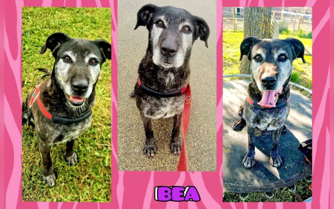 Bea, dolce ed educata aspetta chi le offra finalmente una casa amorevole