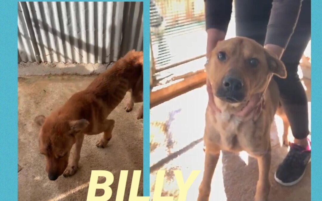 Billy, solo e sfortunato aspetta chi lo salvi dal canile