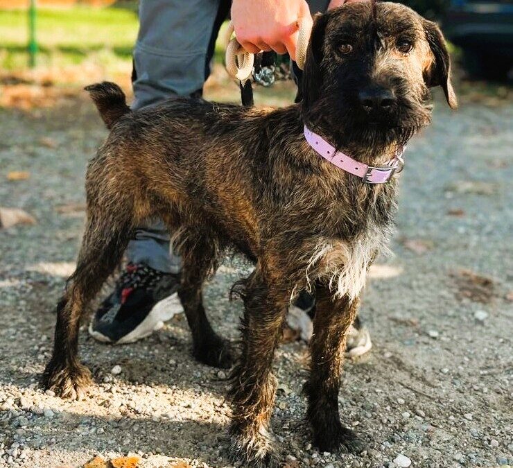 Biscotto e Briciola, due storie diverse uguale bisogno d’amore