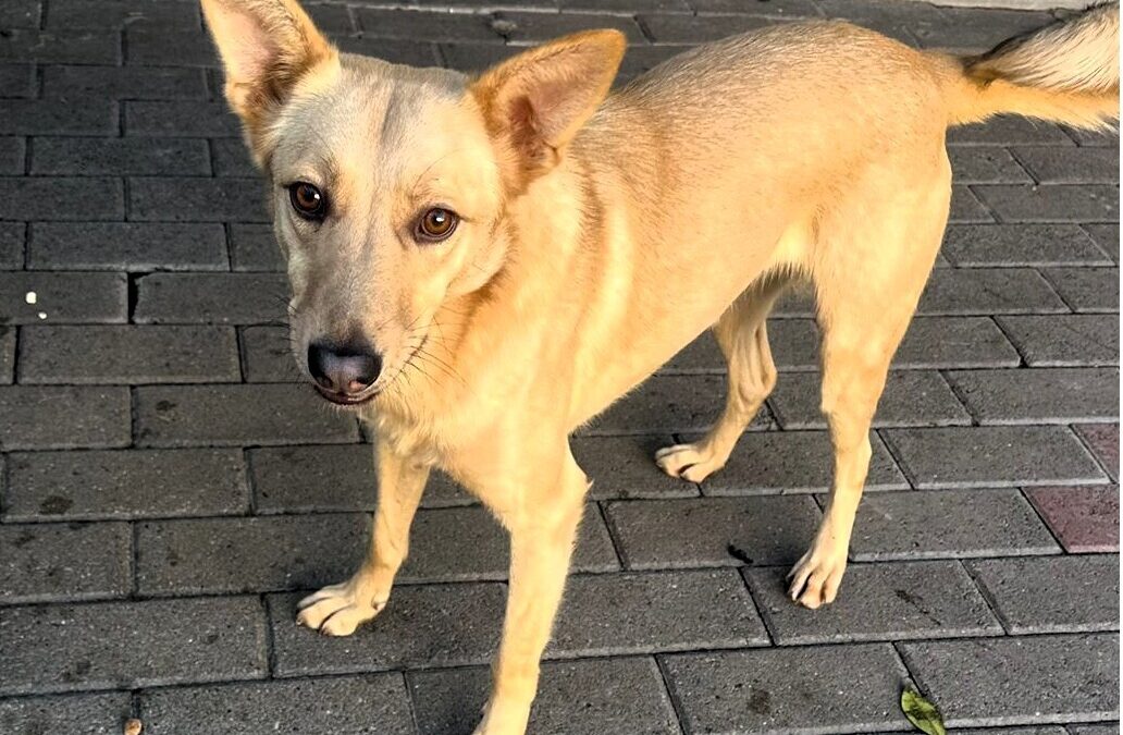 Manuel e Connor, età e storie diverse per un identico urgente bisogno di amore