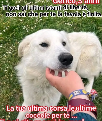 Gerico e Martin due tristissime storie che meritano entranbe un lieto fine