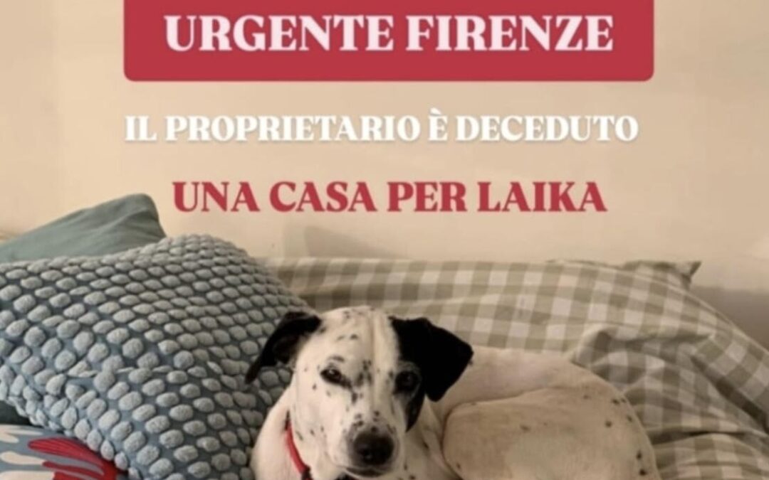 Laika e Lucky sono dolci e bellissimi aspettano chi li porti a casa