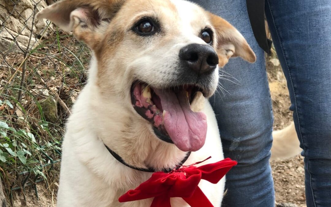 Diamo finalmente una casa alla dolce Paloma