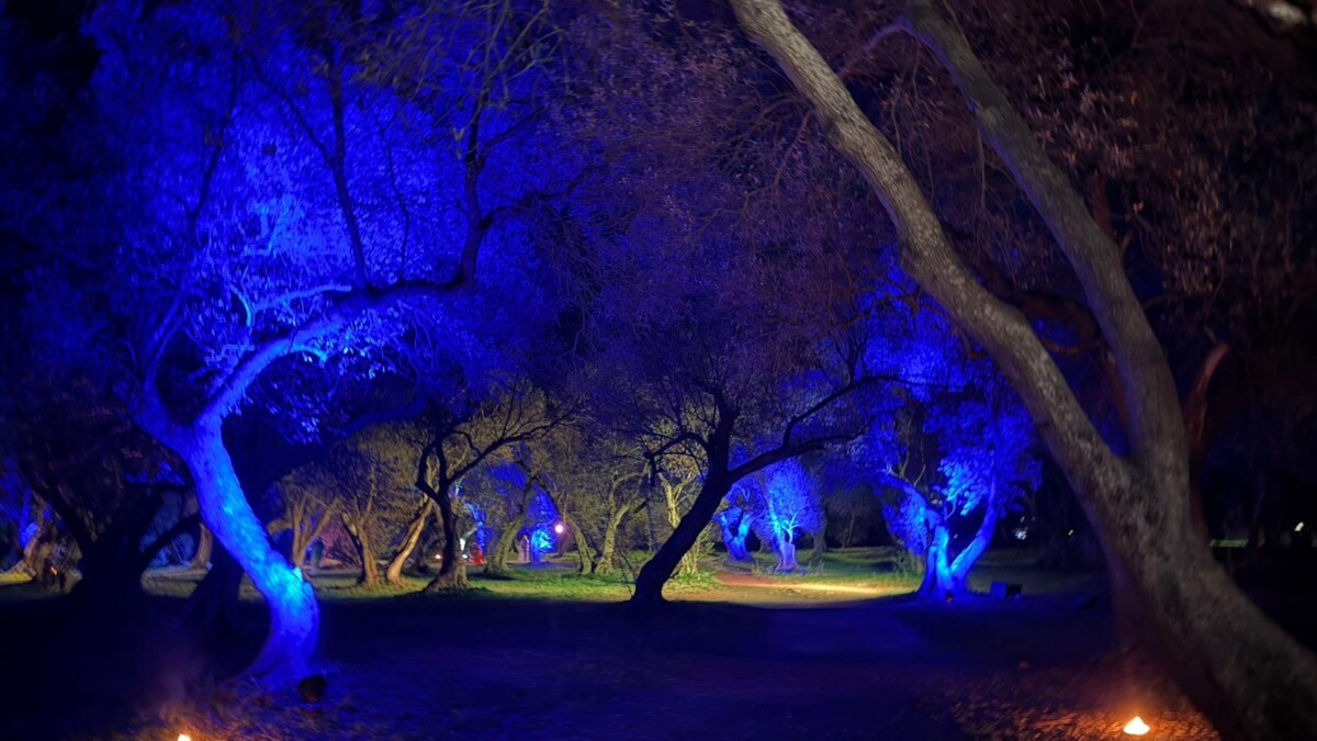 seguendo la cometa cv 25 proloco