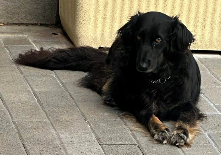 Selvaggia dolce e timida si merita una casa come pure Pinky