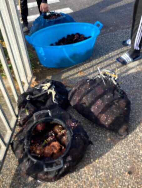 sequestro ricci santa marinella guardia costiera (2)