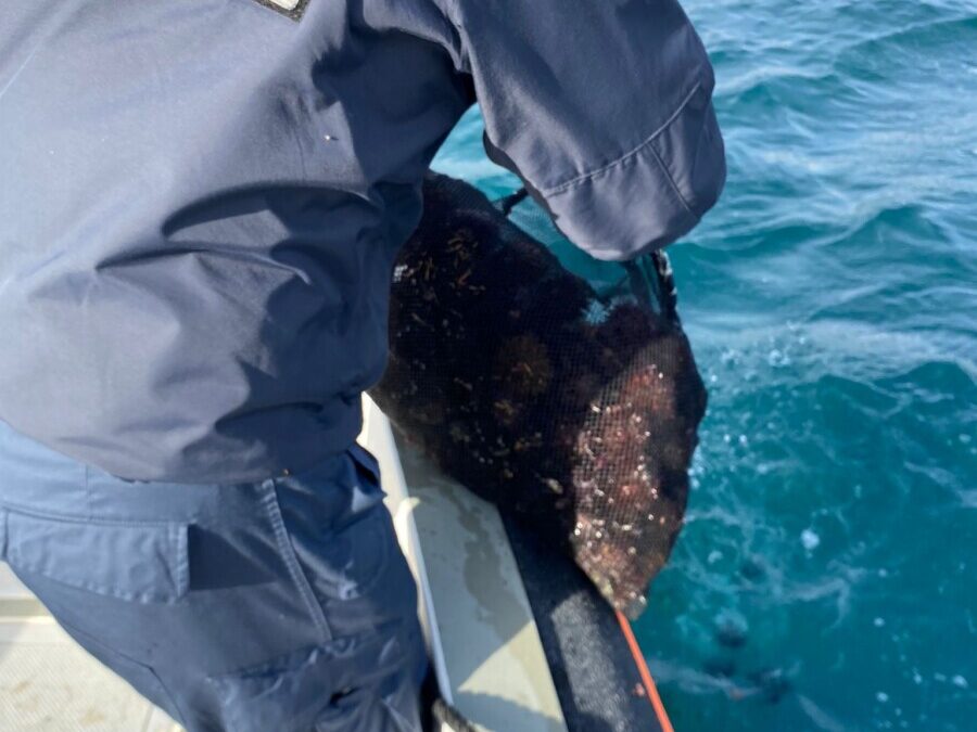 Si parte con i sequestri di ricci: la Guardia Costiera ne recupera 2mila a Santa Marinella