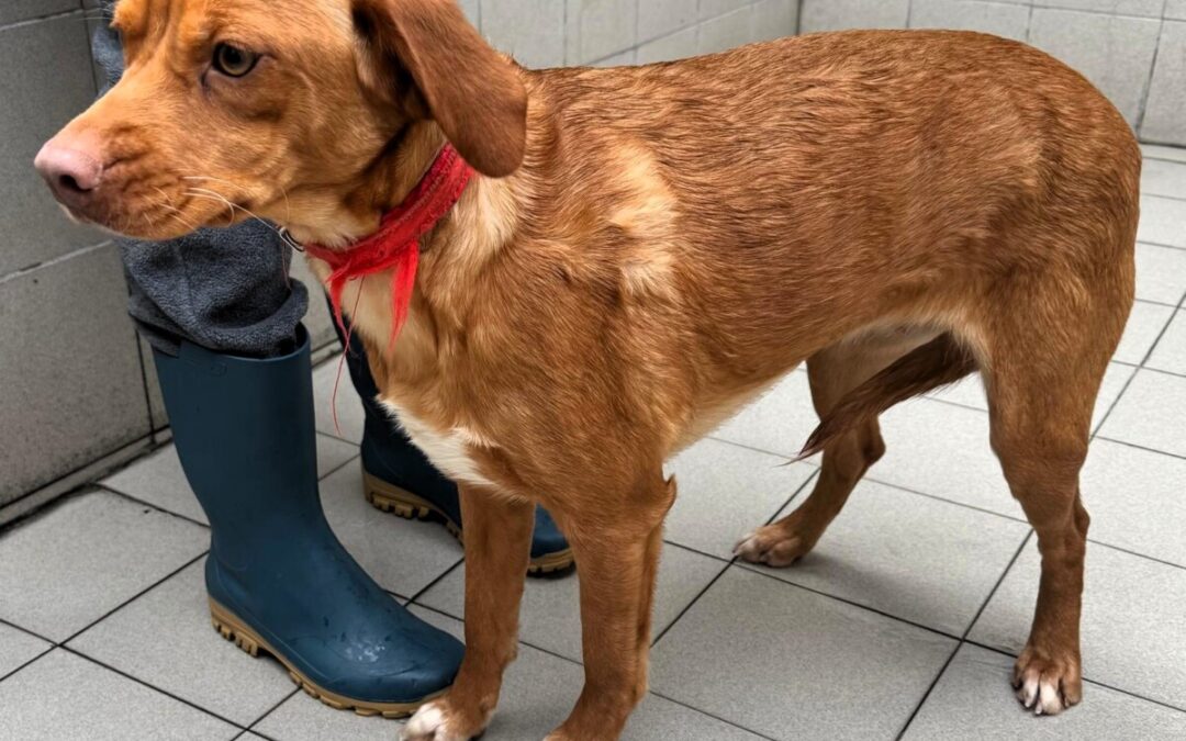 Stella, Vittorio e Topolino: tre storie diverse identico bisogno urgente di trovare una casa amorevole