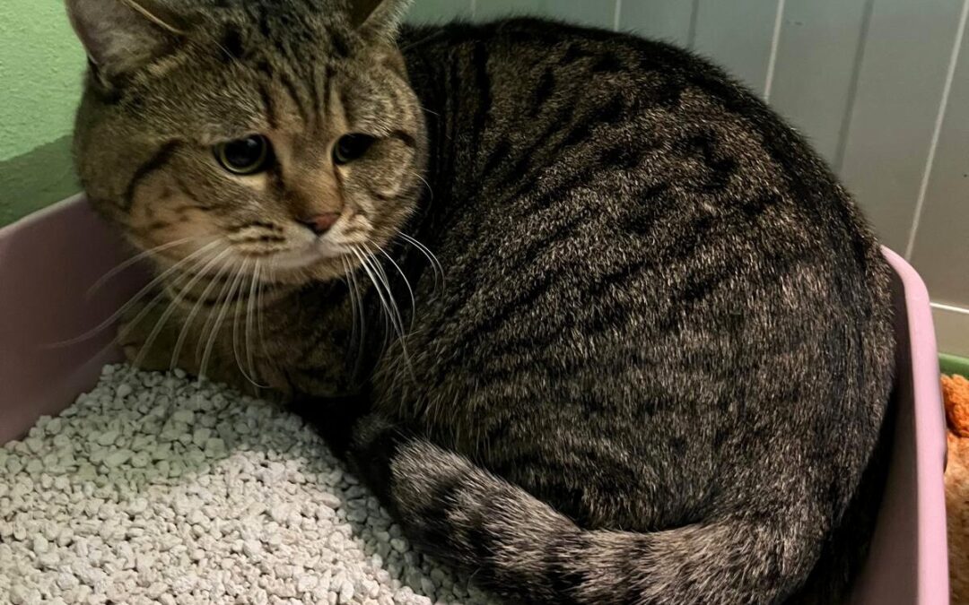 Tex e Zagor due splendidi mici pronti a dare amore a chi darà loro una casa