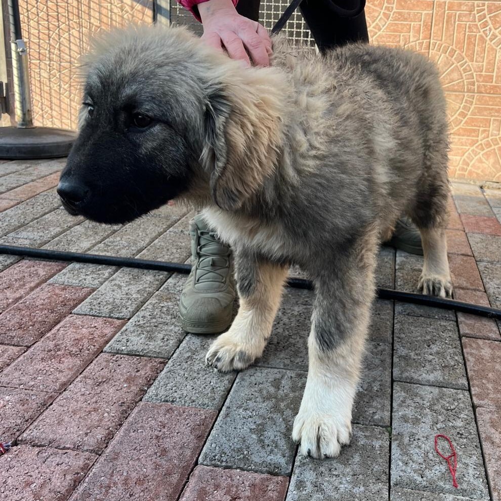 alaska pieve emanuele