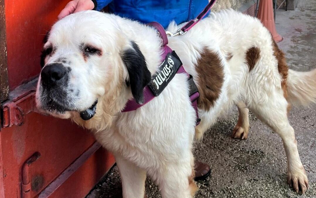 Bianca e Nicholas: due tesori che aspettano e si meritano l’adozione, anche a distanza