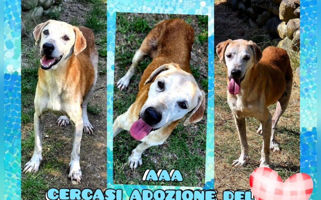 Per Connor e Cloe servono due adozioni del cuore, urgentissime