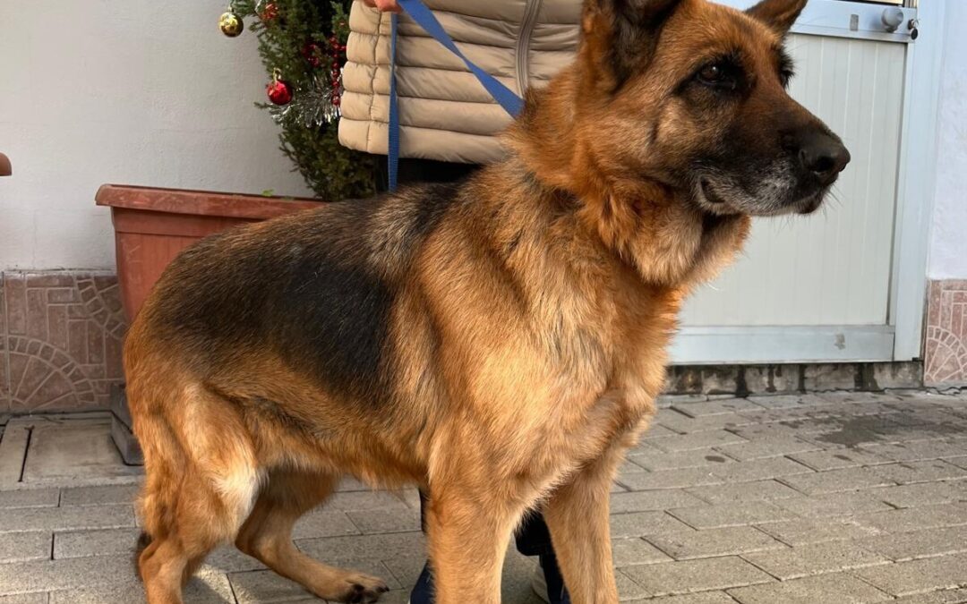 Gianna e Maya due dolci cagnoline che si meritano di trovare casa al più presto