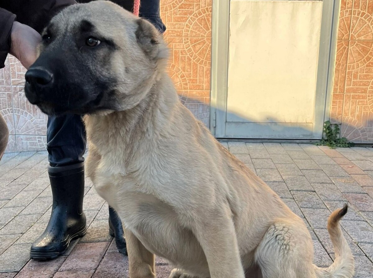 patra pieve emanuele