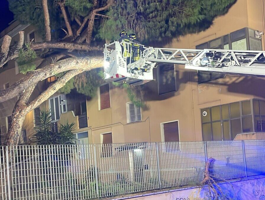 Crollo di due grossi pini a Civitavecchia