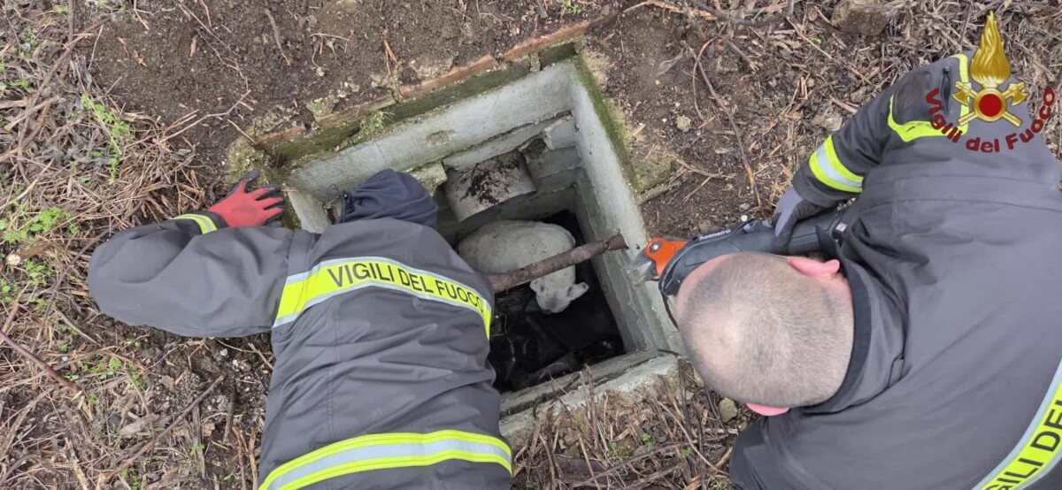 recupero cane vvf vigili fuoco pompieri recupero cane vvf vigili fuoco pompieri