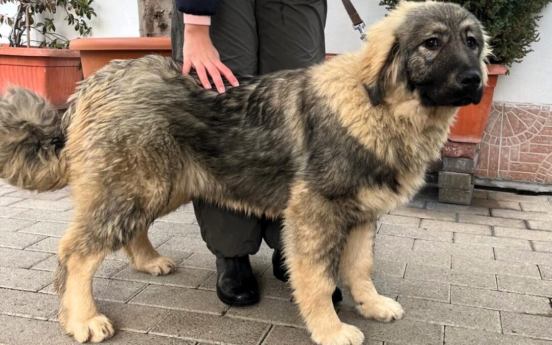 Roma, Logan e Olaf: belli, dolci e bisognosi d’affetto aspettano chi li adotti