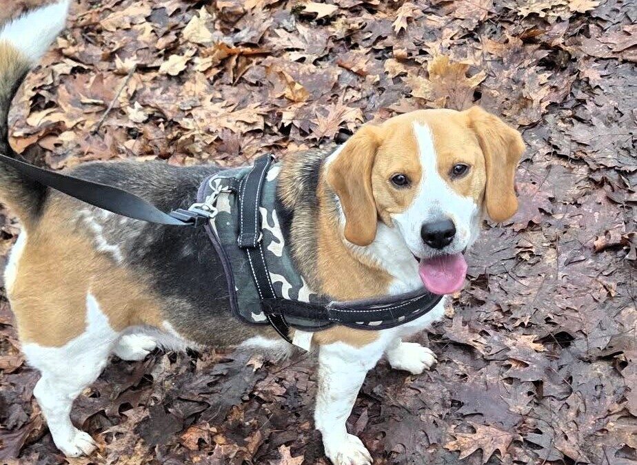 Whisky, un dolce Beagle che aspetta di trovare una casa piena d’amore