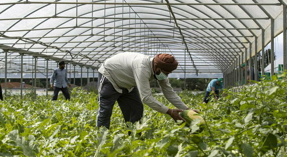 braccianti indiani azienda agricola