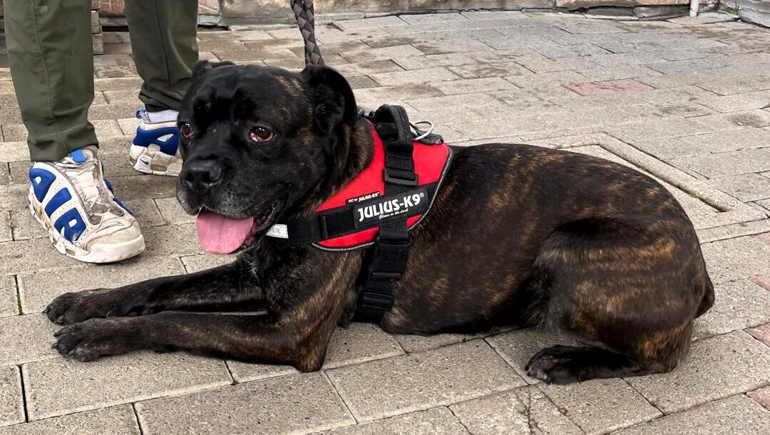 Cherry e Teo, due età e taglie diverse e lo stesso bisogno di una casa amorevole