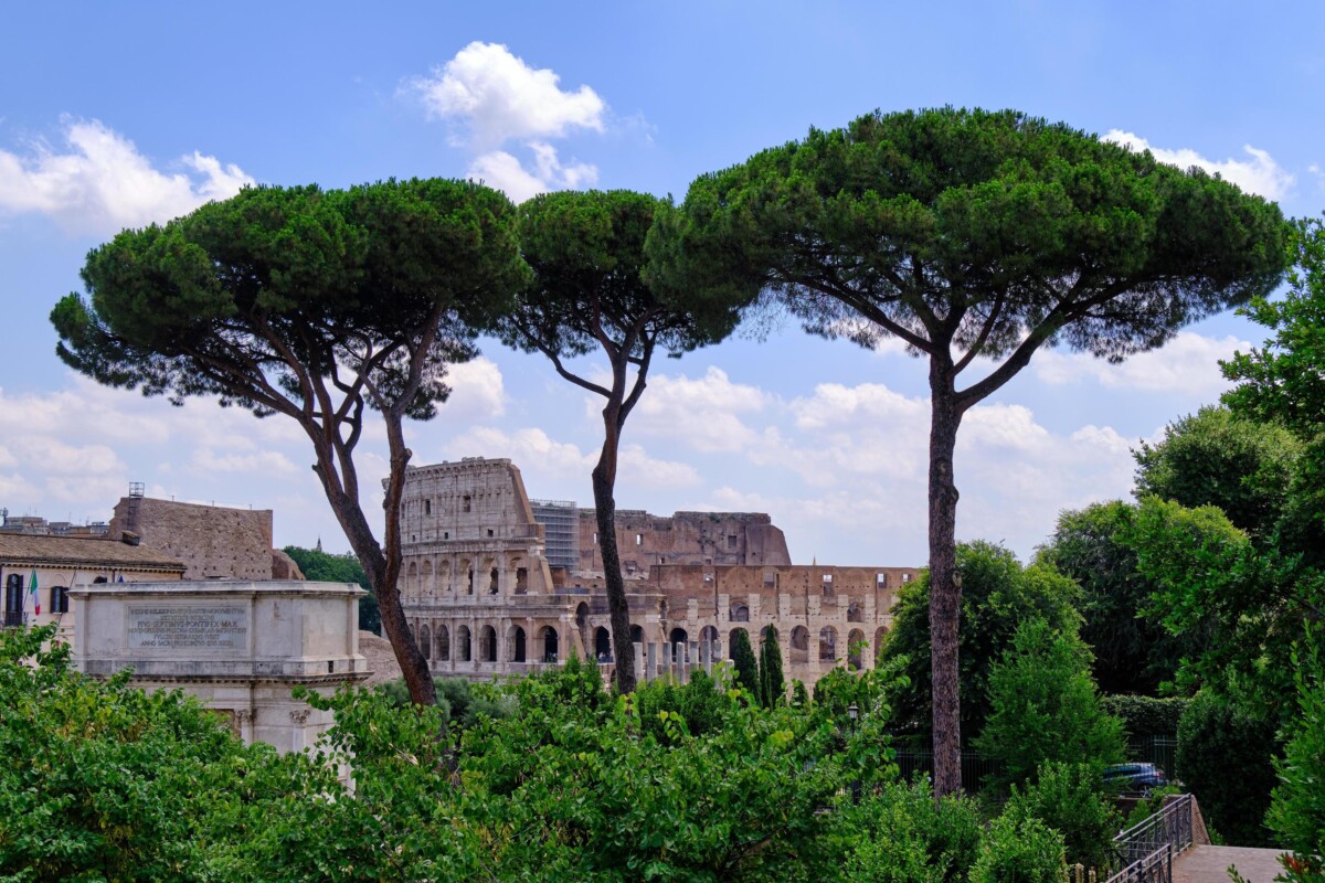 colosseo pini alberi