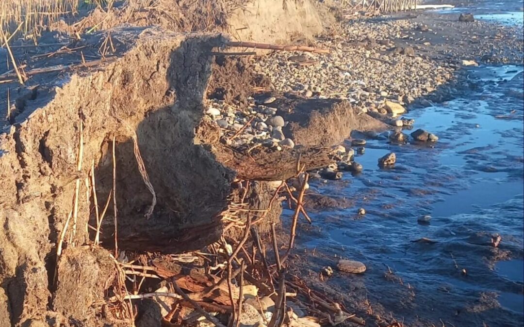 Torre Flavia a rischio, la Califano: “Serve la commissione Ambiente regionale, non c’è tempo da perdere”