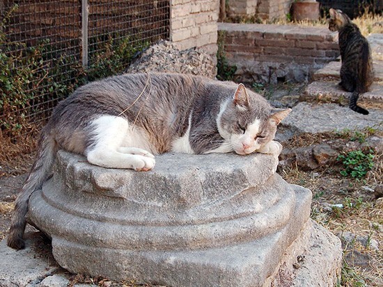 Giornata del Gatto celebrata da Roma Capitale