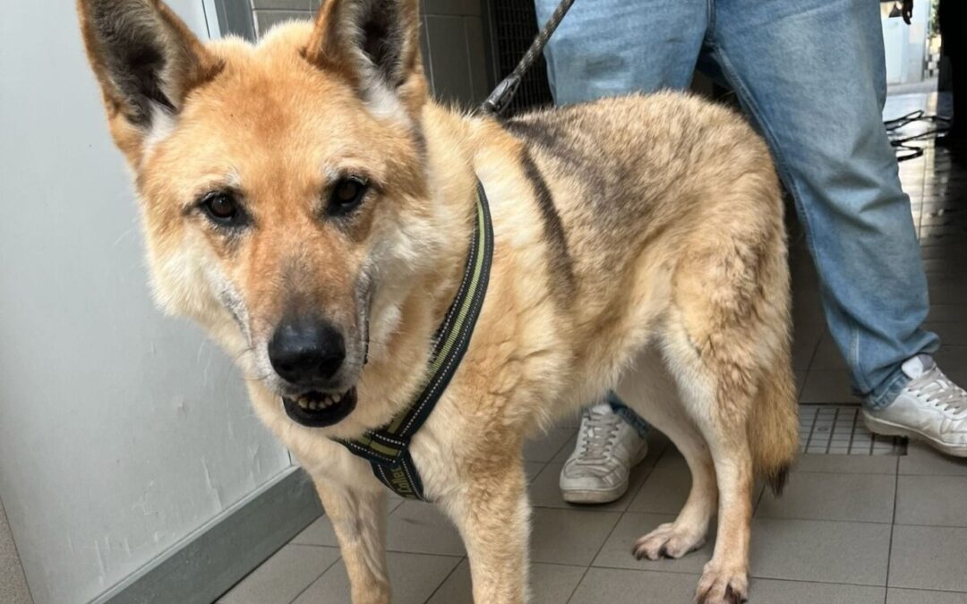 Adozioni del cuore urgentissime a nord e a sud per Lupa ed Ettore