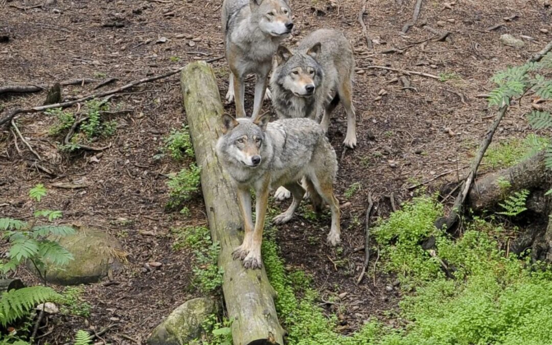Sei lupi nella pineta di Fregene, il Comune la chiude