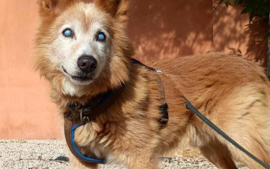 Adottiamo un cane anziano, ecco Mario un dolce volpinetto cieco